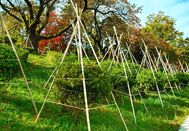 商業施設・ビルの植栽メンテナンスを効率化したい方のイメージ